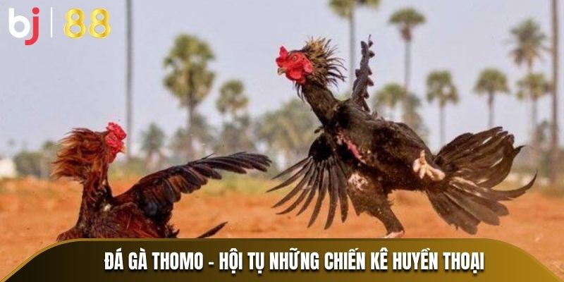 Đá gà Thomo - Hội tụ những chiến kê huyền thoại