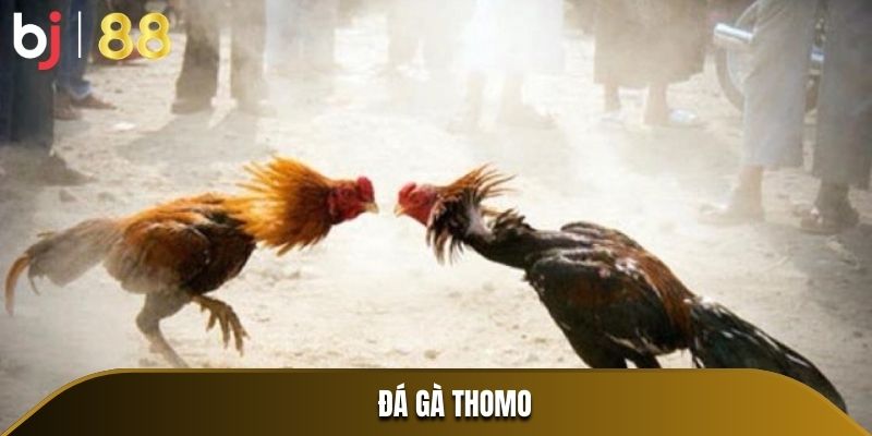Đá gà Thomo