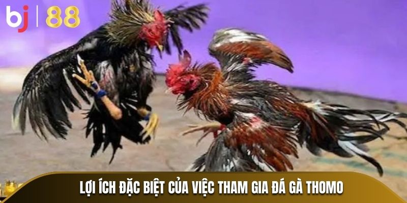 Lợi ích đặc biệt của việc tham gia đá gà Thomo
