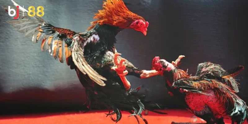 Những loại hình đá gà