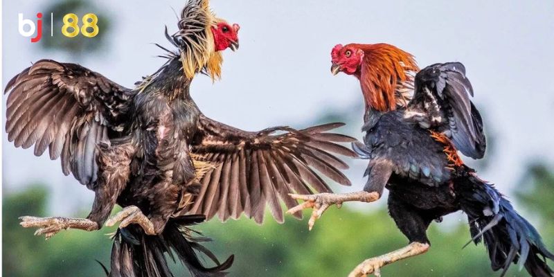Lợi ích của sảnh đá gà BJ88