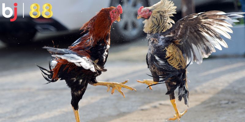 Tổng hợp các lợi ích khi tham gia đá gà cựa dao