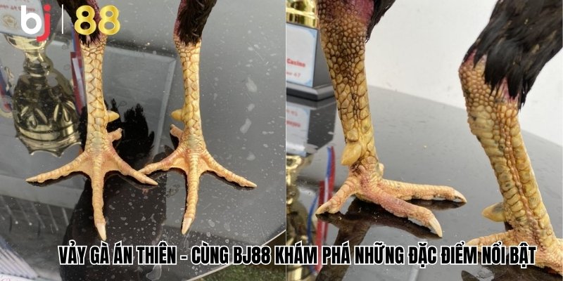 Vảy gà Án Thiên