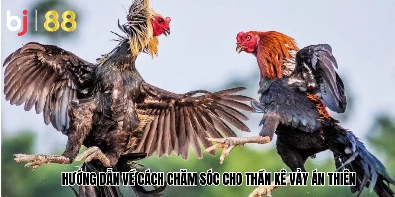 Hướng dẫn về cách chăm sóc cho thần kê vảy Án Thiên