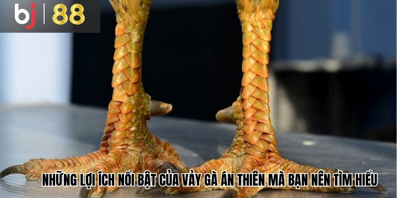 Những lợi ích nổi bật của vảy gà Án Thiên mà bạn nên tìm hiểu